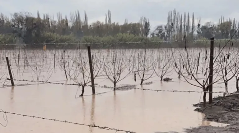 Expertos Alertan sobre la llegada del “Fenómeno de La Niña” y su impacto en la agricultura Chilena en 2024