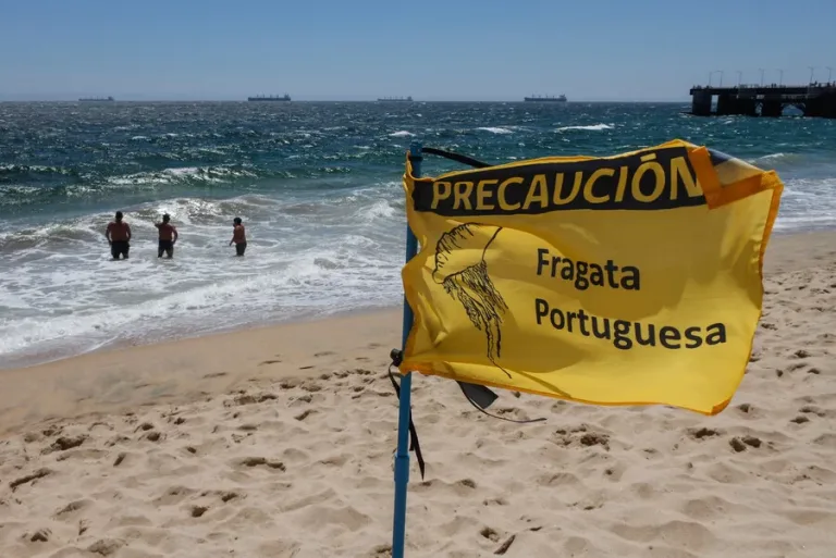 Clausuran playa en Tongoy por presencia de Fragata Portuguesa Clausuran playa en Tongoy por presencia de Fragata Portuguesa