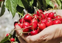 Lanzan oficialmente la Expo Cereza Chile – Curicó 2025 cosecha-cerezas
