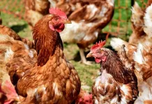 Chile suspende exportaciones avícolas tras detección de gripe aviar en plantel industrial gallinas