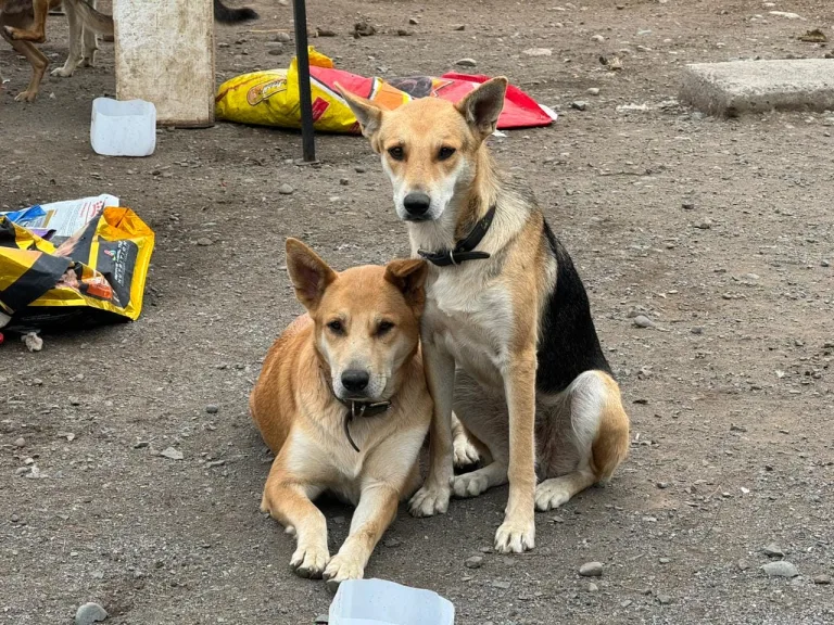 Positivo cambio en la salud y ánimo presentan los perritos que estuvieron a cargo del refugio ‘Almas en el Camino’ Positivo cambio en la salud y ánimo presentan los perritos que estuvieron a cargo del refugio ‘Almas en el Camino’