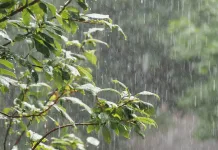 Reportan al menos 8 personas extraviadas en la cordillera de Romeral: se activa operativo de búsqueda Lluvia - Hojas