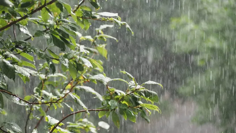 Meteorológica pronostica precipitaciones en 15 Regiones del País Meteorológica pronostica precipitaciones en 15 Regiones del País