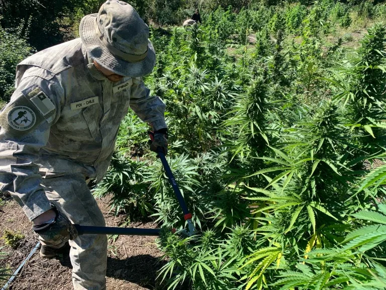 Decomisan cultivo de cannabis en la precordillera de Linares valorado en más de 5.000 millones de pesos