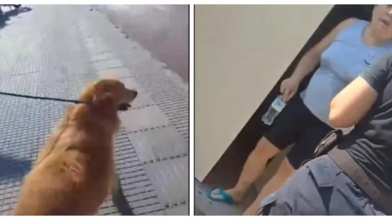 Mujer llevó a su perro a una carnicería y pidió que lo faenaran