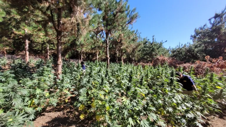 Operativo Antidrogas en Talca: Incautan plantaciones ilegales de cannabis equivalentes a 183 mil dosis de droga