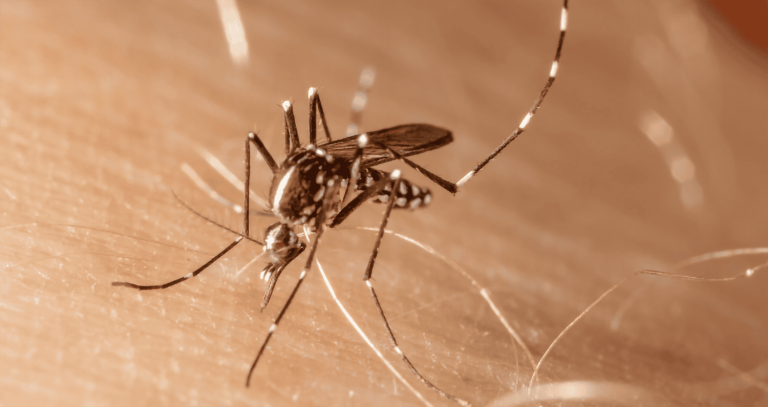 Preocupante aumento de casos de dengue en Chile: los contagios ya superan los registrados en 2023 Preocupante aumento de casos de dengue en Chile: los contagios ya superan los registrados en 2023