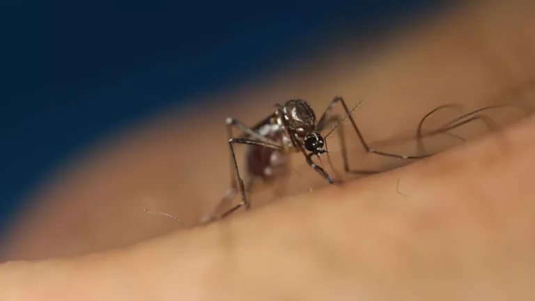 Senapred declara Alerta Amarilla en la Provincia de Los Andes por la presencia de mosquito transmisor del dengue Senapred declara Alerta Amarilla en la Provincia de Los Andes por la presencia de mosquito transmisor del dengue