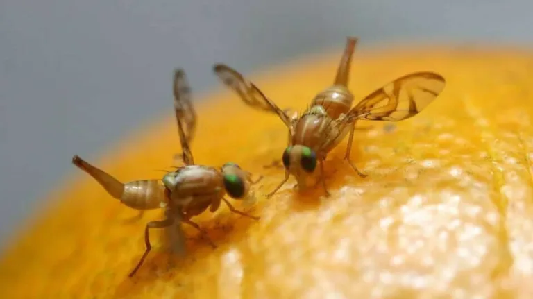 En Provincia de Curicó se activan medidas preventivas contra brote de Mosca de la Fruta en Chimbarongo En Provincia de Curicó se activan medidas preventivas contra brote de Mosca de la Fruta en Chimbarongo