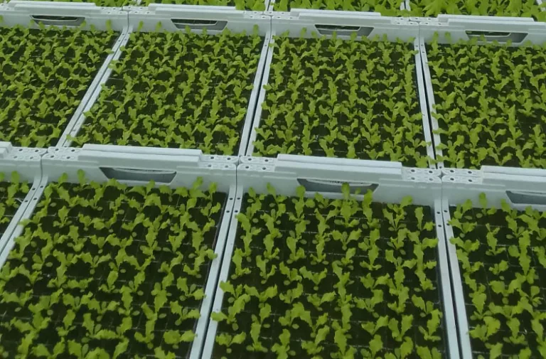 Agricultoras de Curicó se capacitan en técnicas de cultivo hidropónico Agricultoras de Curicó se capacitan en técnicas de cultivo hidropónico