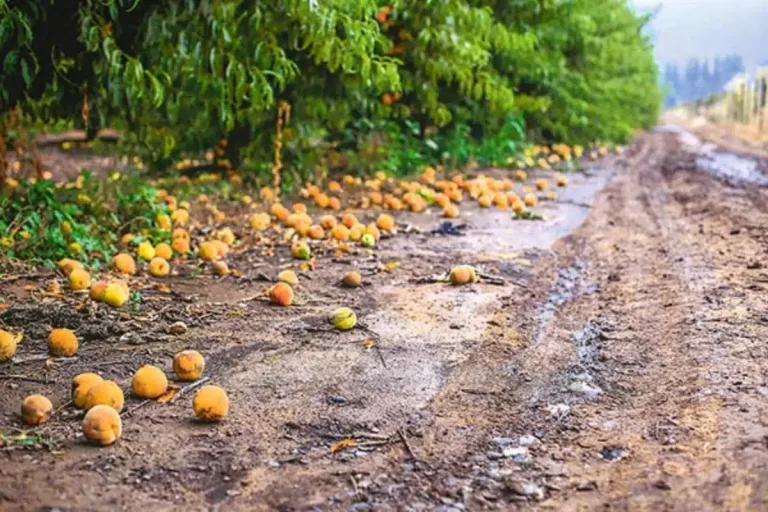 Frutas de Chile informó sobre los efectos del sistema frontal en el sector agrícola Frutas de Chile informó sobre los efectos del sistema frontal en el sector agrícola