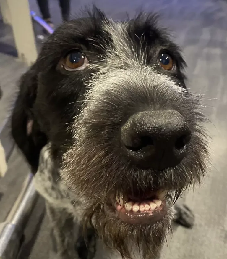 Suki, la primera perrita capaz de detectar fugas de agua potable en Chile Suki, la primera perrita capaz de detectar fugas de agua potable en Chile