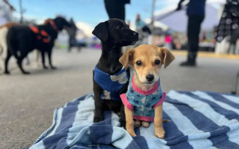 Jornada de adopción de perros adultos en la Feria de Cazuelas y Caldillos de Curicó
