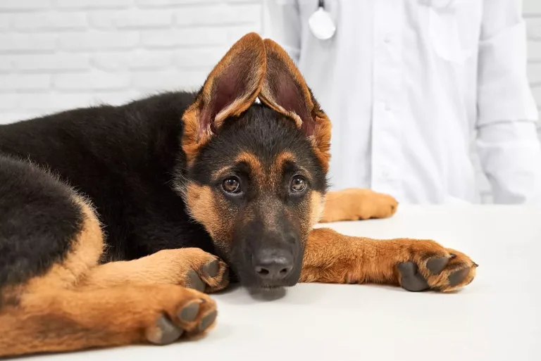 Científicos descubren que algunos animales pueden detectar enfermedades en seres humanos de manera temprana Científicos descubren que algunos animales pueden detectar enfermedades en seres humanos de manera temprana
