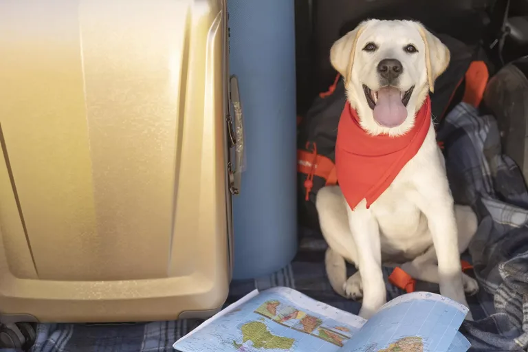SAG simplifica procesos para viajar con mascotas