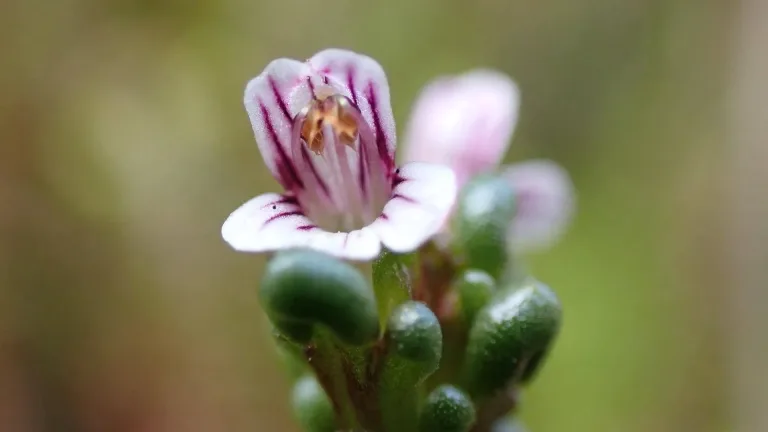 Redescubrimiento histórico en la Patagonia chilena: La Euphrasia Perpusilla vuelve a la luz después de 164 años Redescubrimiento histórico en la Patagonia chilena: La Euphrasia Perpusilla vuelve a la luz después de 164 años
