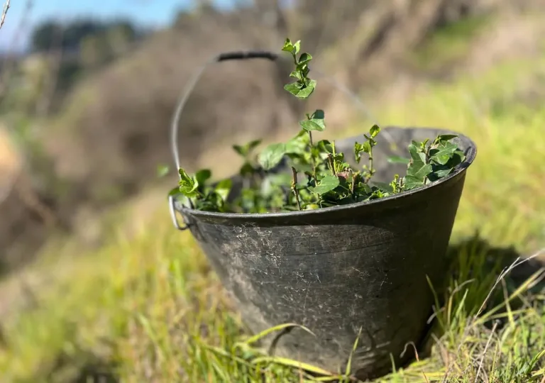 Para combatir el cambio climático, plantarán árboles nativos en el Parque Cerro Condell de Curicó