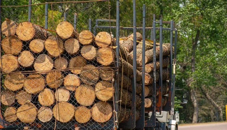 Formalizan a dos sujetos por millonario hurto de madera en Chanco Formalizan a dos sujetos por millonario hurto de madera en Chanco