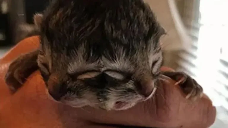 Fallece Chichito, el Gatito de dos caras que Conmovió a Chile Fallece Chichito, el Gatito de dos caras que Conmovió a Chile