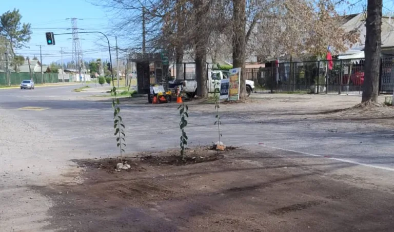 Plantan árboles en baches de Avenida Tutuquén frente a sector Bombero Garrido (Video) Plantan árboles en baches de Avenida Tutuquén frente a sector Bombero Garrido (Video)