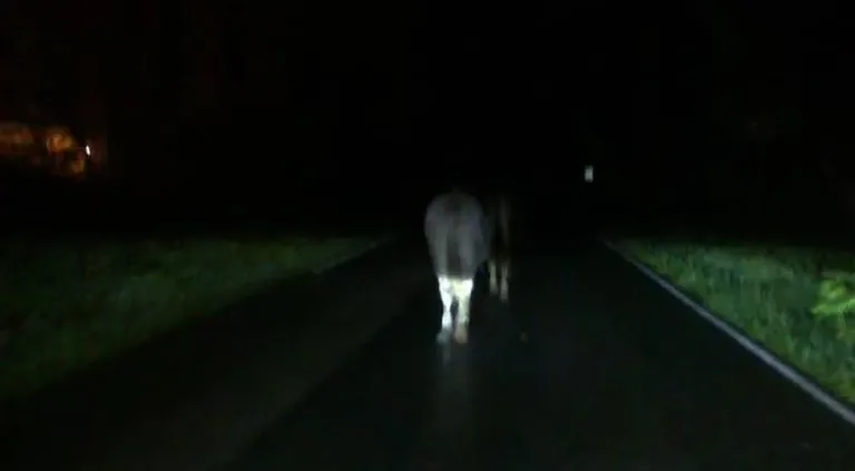 Milagrosa salvada de ocupantes de camioneta que colisiona de noche con una vaca en la Ruta K-15, San Clemente