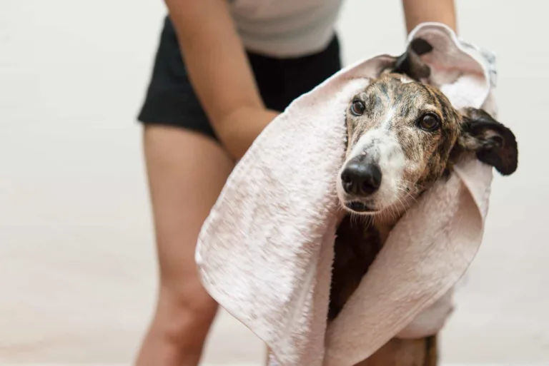 Consejos clave para proteger a nuestras mascotas de pulgas y garrapatas Consejos clave para proteger a nuestras mascotas de pulgas y garrapatas