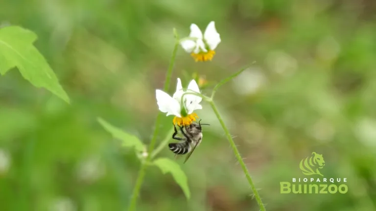 Buin Zoo se transforma en Bioparque y crea un espacio dedicado a la flora y fauna de la Región del Maule (Video) Buin Zoo se transforma en Bioparque y crea un espacio dedicado a la flora y fauna de la Región del Maule (Video)