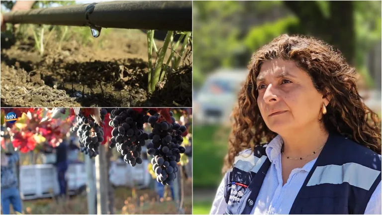 Curicó Sostenible: Claudia Ramos, SEREMI de Agricultura del Maule, explica innovaciones agrícolas para combatir el ‘Cambio Climático (Video)