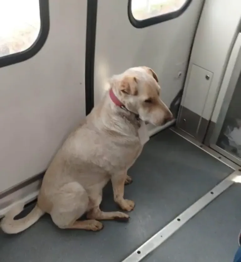 San Francisco de Mostazal despidió con emotiva ceremonia al querido “Rusio Aventuras”