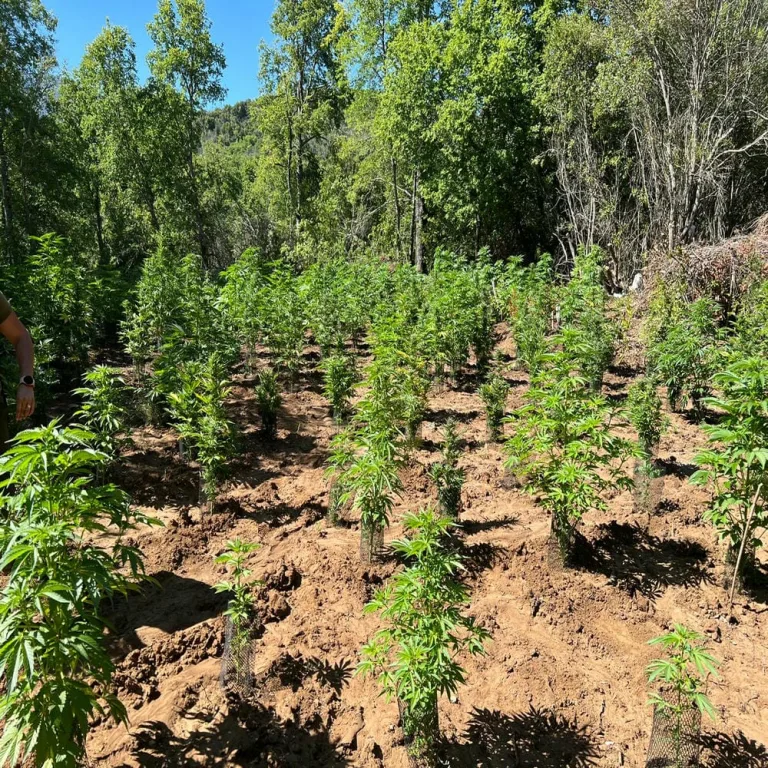 Operativo de Carabineros en Curicó Conduce a la Erradicación de Más de Mil Plantas de Cannabis