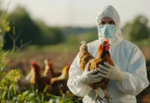 gallina-investigador-campo