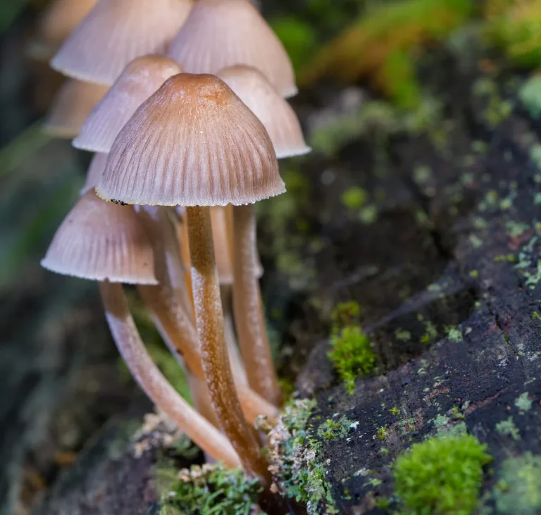 Chile y Reino Unido firman compromiso para la protección del reino de los hongos Chile y Reino Unido firman compromiso para la protección del reino de los hongos