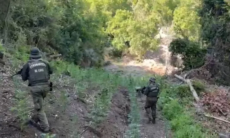 Más de 720 plantas de cannabis sativa incautadas en Potrero Grande por Carabineros del OS.7 Talca