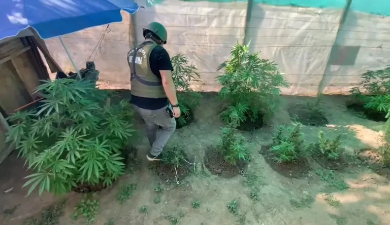 Detienen a sujeto en Villa Prat por cultivo y posesión de cannabis sativa