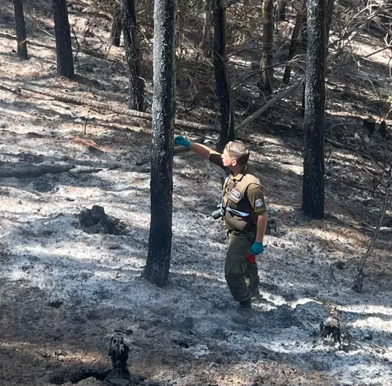 Labocar de Carabineros investiga incendio forestal que afectó a la provincia de Cauquenes