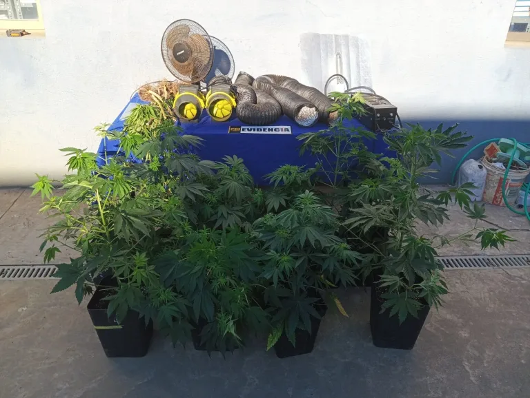 PDI detiene en flagrancia a dos personas por cultivo “indoor” de cannabis en Constitución