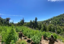 Chile registra récord histórico en decomisos de drogas durante 2025 Carabineros del OS7 erradican plantación de cerca de 9000 plantas Cannabis en Potrero Grande, Curicó