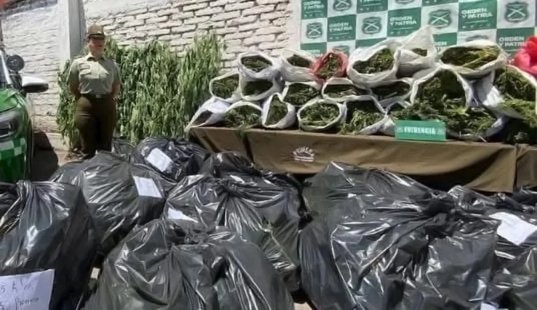 Denuncia anónima permite el decomiso de más de 600 kilos de cannabis sativa en San Fernando