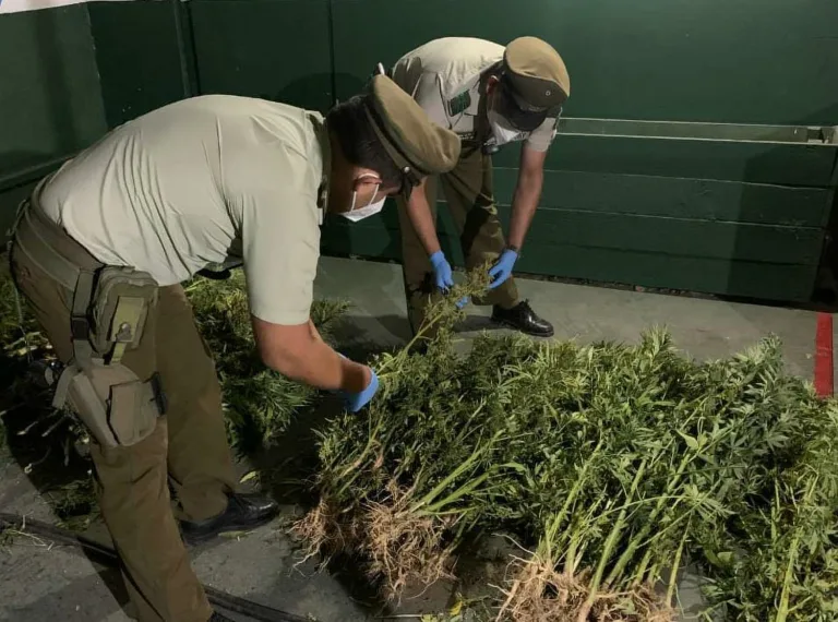 Detienen a cinco sujetos por tráfico de drogas en Villa Alegre