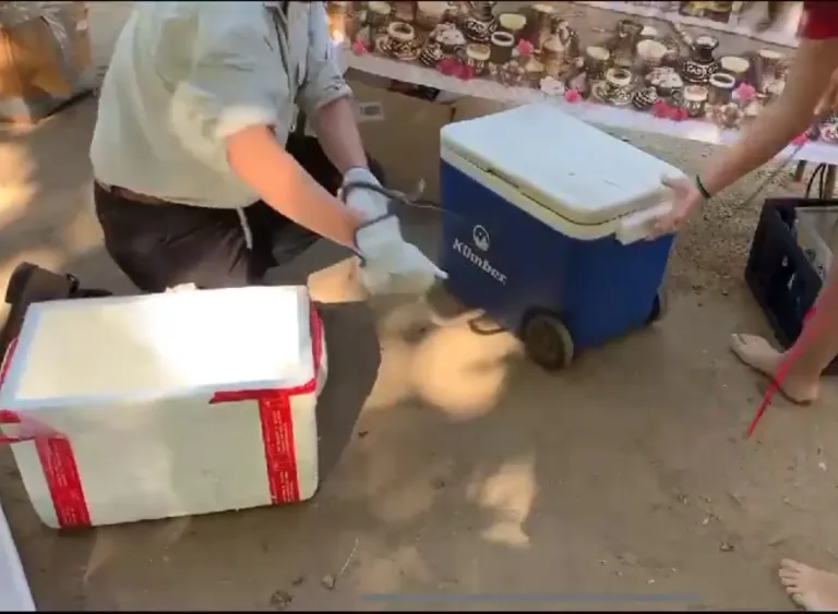 Culebra chilena sorprende a vecinos en la Alameda de Talca durante actividades de verano