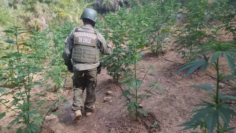 Operativo del OS-7 permite incautación de más de 7 mil plantas de marihuana en Cardenal Caro