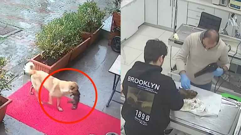 Imagen da vuelta al mundo: Perrita conmueve al llevar a su cachorro agonizante al veterinario en Turquía
