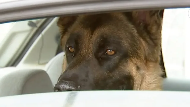 Multan a conductor que dejó encerrado en el auto a su perro en El Tabo