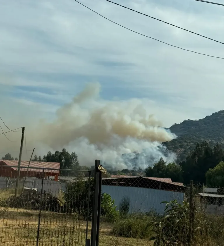 Incendio forestal afecta sector Rincón de Mellado en Sagrada Familia