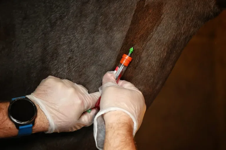 SAG detecta tres nuevos casos de Anemia Infecciosa Equina en las comunas de Parral y San Pedro de La Paz activando protocolos sanitarios