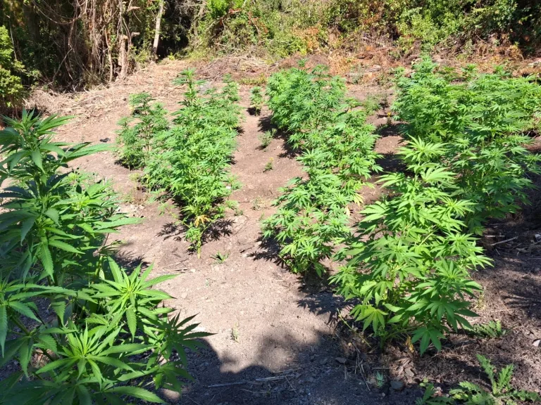 Carabineros incauta 150 plantas de marihuana en Vichuquén