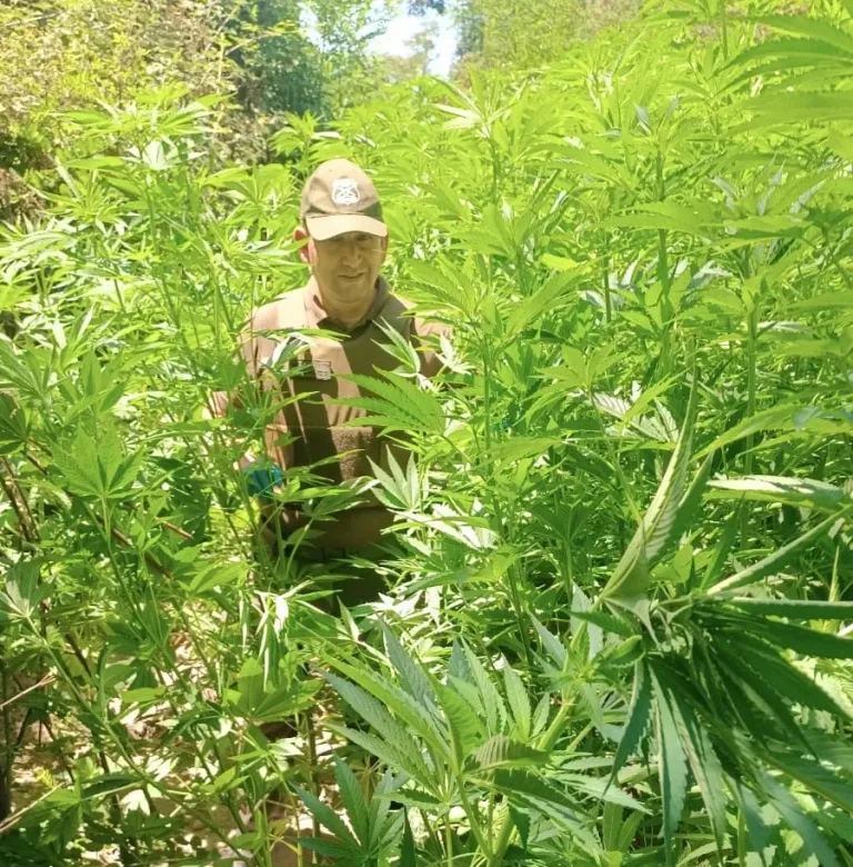 Carabineros decomisan Más de 150 Plantas de Marihuana en Hualañé
