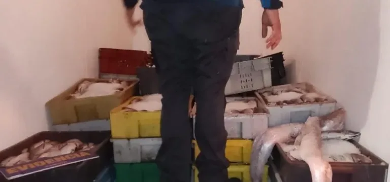 Carabineros y Sernapesca Decomisan Más de 4 Mil Kilos de Productos del Mar en la Ruta 5 Sur