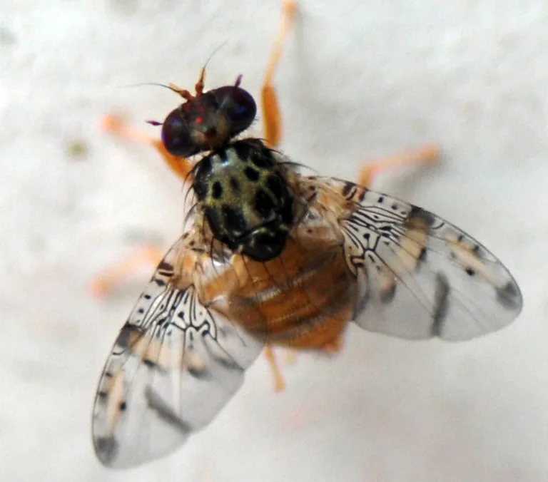 SAG Intercepta frutas infectadas con larvas de Mosca de la Fruta en el Paso Fronterizo Vergara