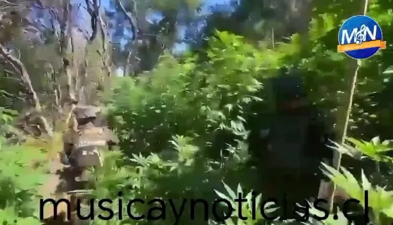 Carabineros del OS7 y GOPE Maule erradican más de mil plantas de marihuana en Curicó (Video)